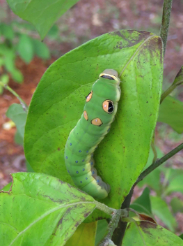 Spicebush Swallowtail 
caterpillar